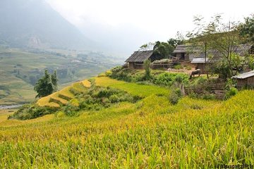 Sapa Trek Experience 2 Days at Homestay