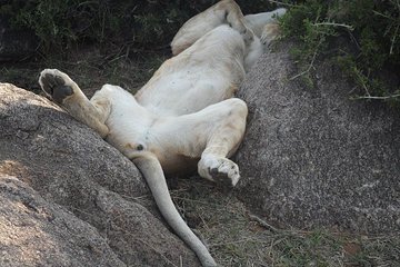 Nairobi Morning Game Drive/elephant Visit/giraffe Centre 6.a.m To 12 Noon