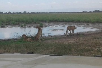 Tanzania Safaris | 3 DAYS SAFARI - L.Manyara NP,Tarangire NP& Ngorongoro Crater.