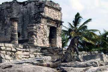 Amazing adventure cenotes & Tulum ruins. Visit a beautiful sculpture included. 