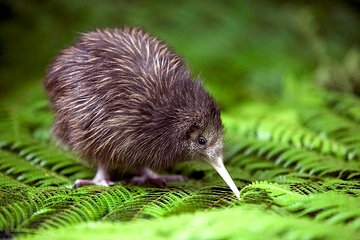 Akaroa Shore Excursion: Banks Peninsula, Christchurch City Tour and Willowbank Wildlife Reserve