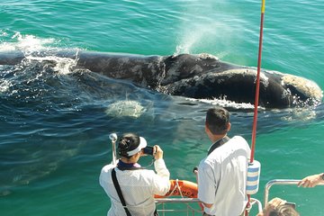 Hermanus Whale Watching & Penguins Shared Tour from Cape Town