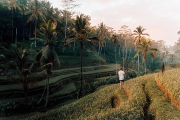 Ubud Swing, Rice Terrace and Waterfall Highlights Tour