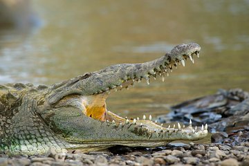 Palo Verde Boat Tour