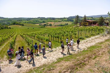 Tuscany Day Trip from Florence: Siena, San Gimignano, Pisa and Lunch at a Winery