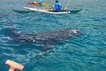Oslob Whalesharks & Aguinid Falls w/ Sumilon Sandbar (3in1)