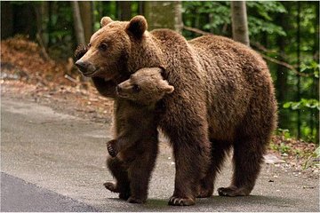 One day trip Bear Sanctuary, Dracula Castle, Rasnov Fortress from Brasov