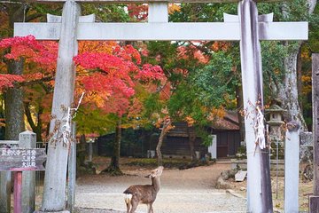 Japan Autumn & Winter Illuminations Discovery Tour (12 Days)