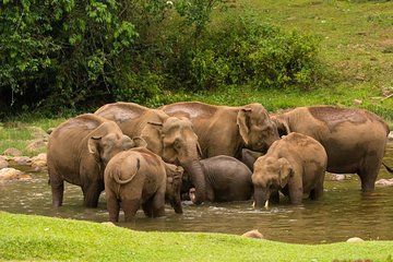 Wild Elephant Village( Anakulam) life tour ( By Munnar Info)