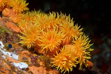 Maui Night Certified Scuba Diving Tour from Lahaina