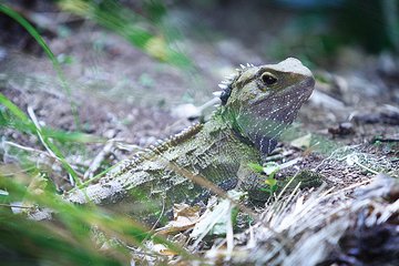 Sanctuary Mountain (Mt Maungatautari) & Waitomo Luxury Day tour from Auckland