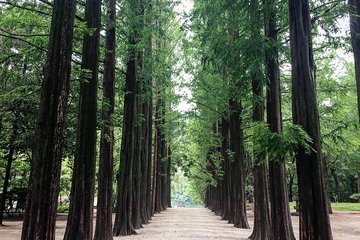 Nami Island & Nearby Attractions : Charter Van Tour With Driver