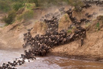 3 days group joining maasai mara tour