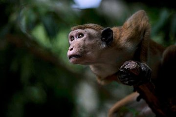 Full Day Safari in Yala National Park With Picnic Lunch 