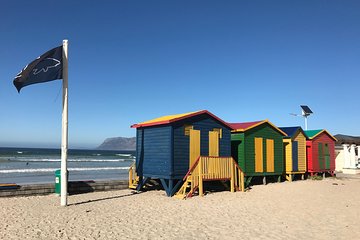 Visit African Penguins and Cape of Good Hope 