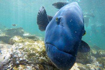 Discover Sydney’s Northern Beaches: A Marine Adventure Day Tour