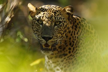 Full Day Safari in Wilpattu National Park With Picnic Lunch