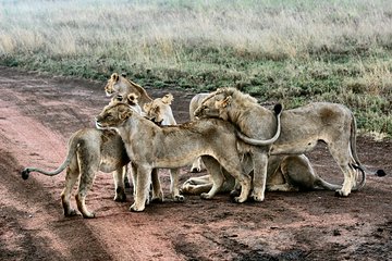 9-Day Lemosho Route to Kilimanjaro from Arusha and Crater Camp