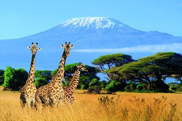 Kilimanjaro Special-( Tsavo West, Amboseli & Tsavo East Safari) (MINIMUM 2 PAX)