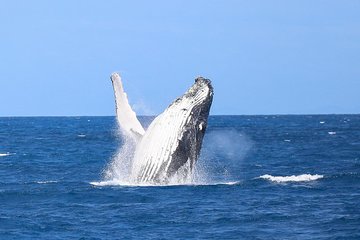 Whale Watching Tour & Fitzroy Island From Cairns