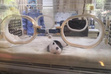Ticket reservation for Chengdu Giant Panda Breeding Base