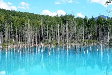 Asahiyama Zoo, Blue Pond, Shirahige Falls, Ningle Terrace (from Sapporo)