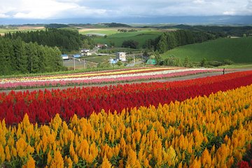 [Biei/Furano] One-day sightseeing by private car!