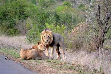 Hluhluwe Big 5 Day tour from Durban