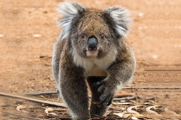 Guided Koala Walk and Bushfire ecology tour