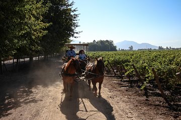 Viu Manent and Montes Alpha, Colchagua Valley from Santiago