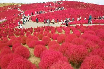 Hitachi Seaside Park, Mito Kairakuen Park, Pear Picking