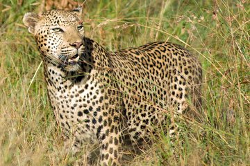 Kruger National Park, Safari Game Drive.