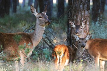 Donana National Park and El Rocío: Private Tour from Seville