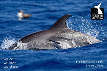 Whale & Dolphin Watching boat trip