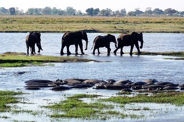 Chobe Day Safari From Victoria Falls