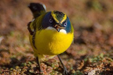 Birdwatching Wetland of Mantagua