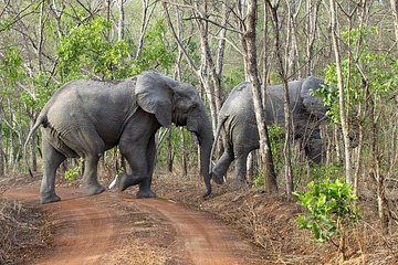 5 Days Adventurous Wildlife Safari in Mole National Park, Ghana