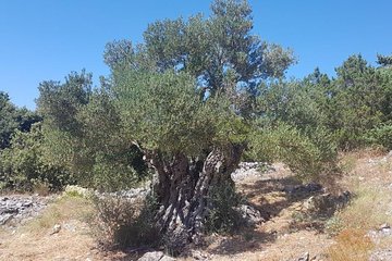 Oldest Olive Tree With Tasting And Lunch