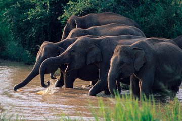 Wasgamuwa National Park Entrance Ticket