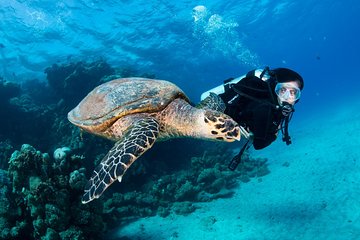 1 Tank Shore Dive at Sea Turtle Cove