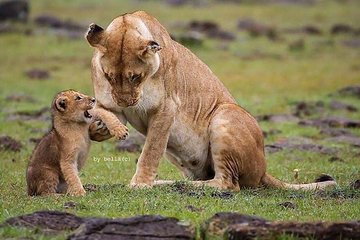  Tarangire, Serengeti, Ngorongoro, Lake Manyara National Park.