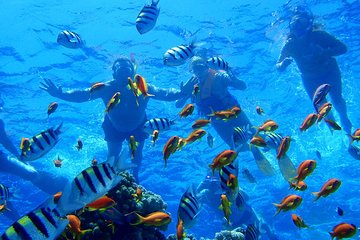 Dahab Safari from Sharm-el-Sheikh incl. Snorkeling and Camel Riding