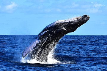 Zodiac Whale Watching Adventure - Incl FREE photos & Whale Sightings Guarantee