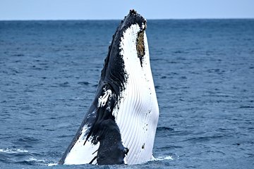 Educational Whale Watching Tour from Augusta or Perth