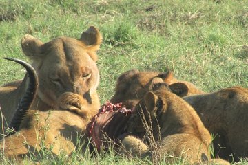 Chobe Safari Game Drive: Full Day