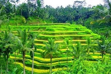 Ubud: Holy Water Temple, Volcano View, Rice Terrace, MonkeyForest