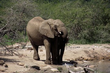 A Full Day Safari Tour to the Hluhluwe Imfolozi Big 5 Game Reserve