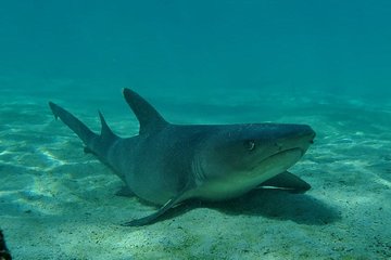 Day tour to Pinzón Island and La Fé/Palmitas Bay with snorkeling and fishing