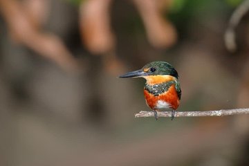 Birdwatching Manuel Antonio/ El Rey. (Marshes,rice fields,canals) Group Tour 