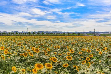Okayama Day Trip: Nanko Sunflower Field and Peach Picking